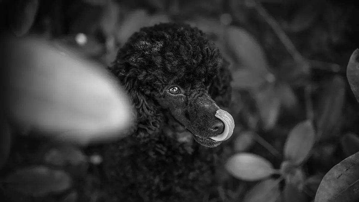 Kennel Curlesque'sin villakoiria